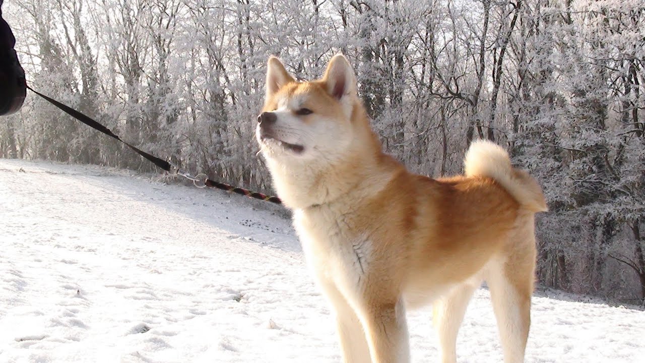 海外 秋田犬は 最もきれいな犬種の一つだよ 雪を楽しむ秋田犬の動画に反響 海外の反応 海外の反応 ニッポンの翻訳