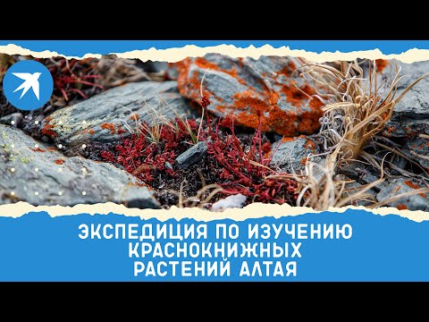 Экспедиция по изучению краснокнижных растений Алтая