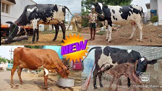 S.Gopal dairy farm GOOD QUALITY MILKING COW for sales in Tamilnadu kerala