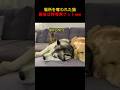 場所を奪われた猫最後は特等席ゲットwww