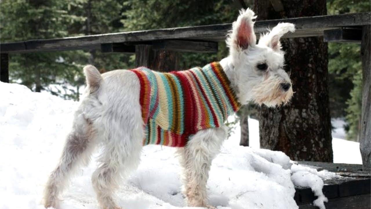 ou dog sweater