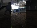 年輕馬調教索訓練 年輕馬調教索訓練
