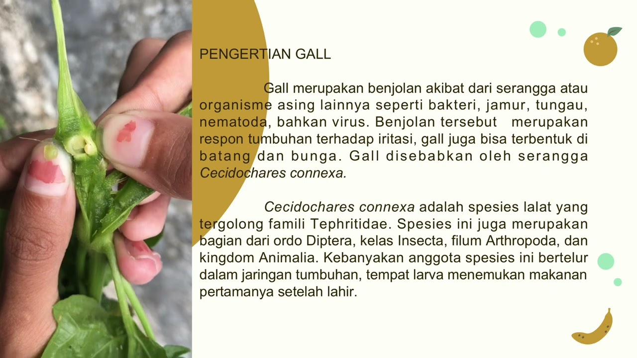 Gall Pada Kirinyu (Chromolaena odorata)