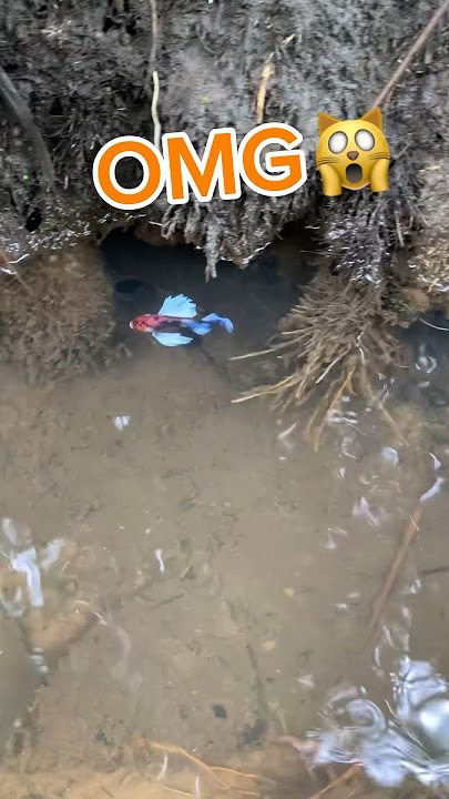 caught a betta fish that was released into the wild by someone else🐠🙀#betta #bettafishtank
