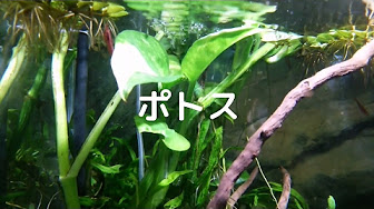 アクアリウム ポトスまとめ Youtube