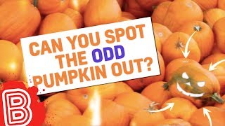 Quiz! Spot The Odd Pumpkin Out | BEANO XL