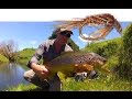 Fly Fishing New Zealand - Farm Stream Fatties!