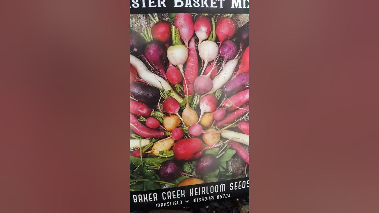 Starting Seeds RADISH Baker Creek Heirloom Seed MIX GARDENING FOR