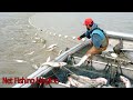 Awesome Longline Net Catching Salmon on The River - Fastest Net Fishing Catch Hundreds Tons Fish #02