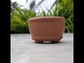 Cement craft  how to make mini bonsai pots  diy shorts