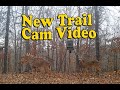 Trail Cams January 2019