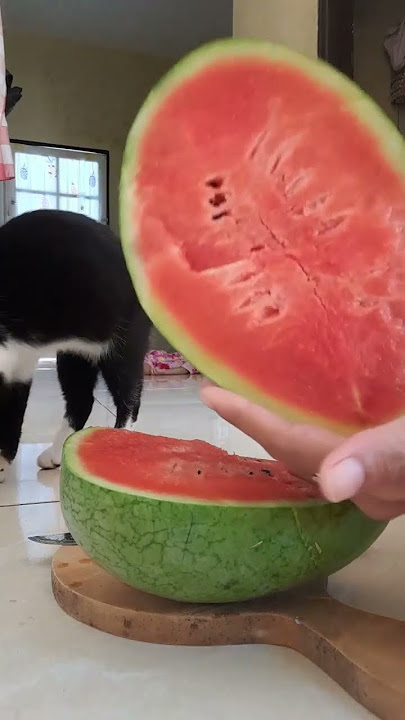 Hasil panen lagi.. 🍉 tanaman sendiri🤤