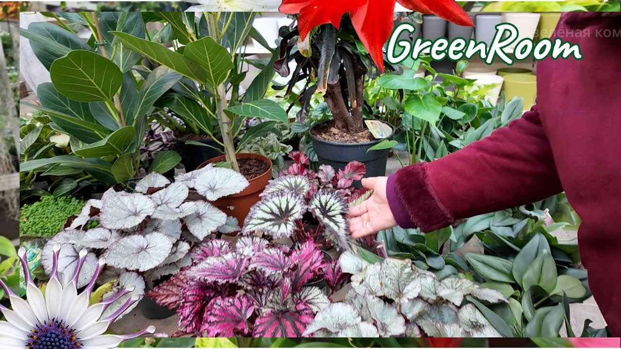 Увлекательная прогулка и обзор растений в садовом центре 