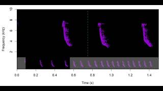 Gulf Olive Sparrow - dynamic spectrogram