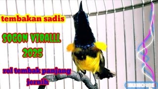 PANCINGAN SOGON PENJEBOL BIRAHI/!! RIWIK LANGSUNG NEMBAK. #sogon #birds