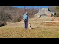 Training a Brittany Spaniel puppy. の動画、YouTube動画。