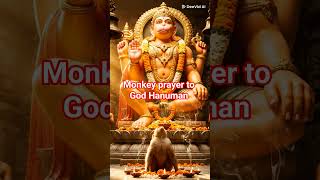Monkey prayer to Hanuman #india #trending