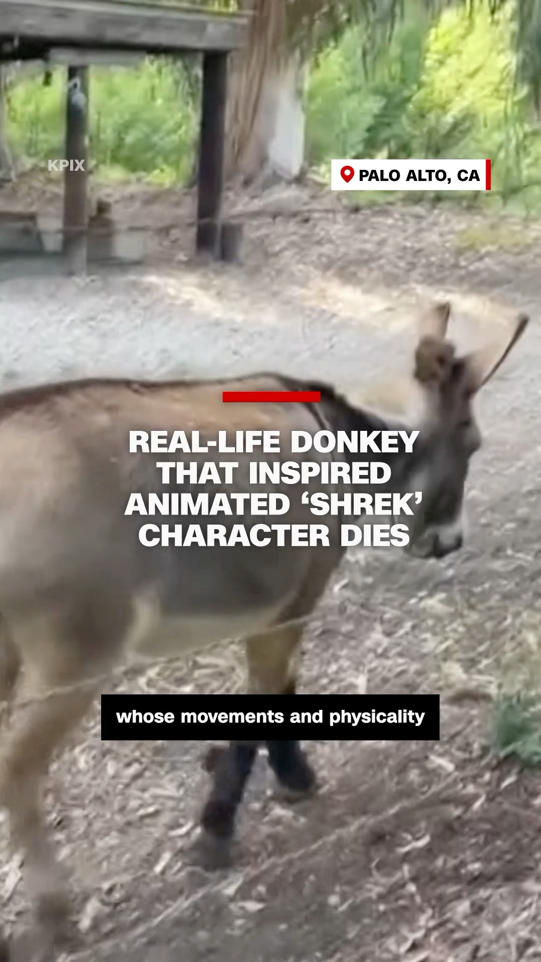 Real-life donkey that inspired animated ‘Shrek’ character dies at 30