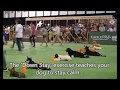 Basic dog training course - dog training video Singapore Basic dog training course - dog training video Singapore