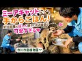 ミーアキャットに手からごはん! 至近距離で優しく餌やり する瞬間が可愛すぎる 市川市動植物園