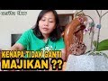 KENAPA TIDAK PINDAH MAJIKAN SETELAH NENEKnya TIDAK ADA LAGI ??