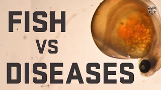 Fish vs Disease: The Aquatic Animal Health Lab