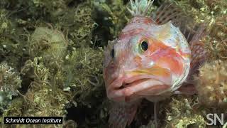 Dive into the Galápagos’ newly discovered deep-sea coral reefs | Science News