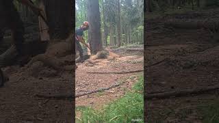 Jeden suchar u cesty. 🌲✌️ #stihl #logging #loggers #woodscraft #chainsawman #chainsaw #forestwork