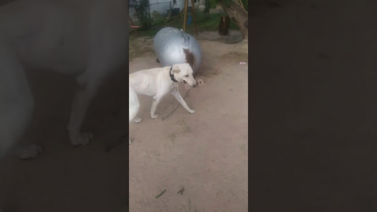 Crazy Dog plays catch with BRICK