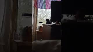 Ik Heb Een Uitbreker