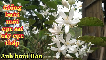 Giống bưởi mới hoa cực sai quả sát đất | Anh bưởi Rỏn