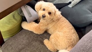 自由すぎる大きいトイプードルの1日ルーティン【デカプー】【トイプードルのロアくん】【toy poodle】