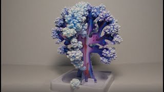 Growing Crystals - Time Lapse of Crystals Growing