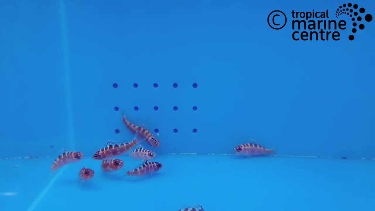 Bass – Caribbean, Serranus tortugarum