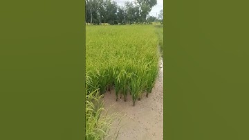 I chased away the chickens that stole rice #funny #rice #chicken