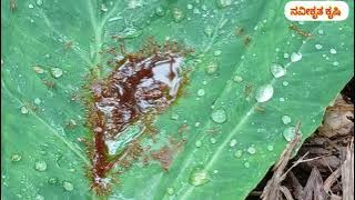 ಚಂಚಿಕೆಯನ್ನು ತಿನ್ನುವ ಸೈನಿಕ ಇರುವೆ ಬೇಗ ವೃದ್ಧಿಯಾಗಲು 😱