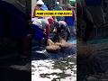 Prawn catching at pond block a shorts aabvaname57 shrimp vannamei vannameishrimp viral