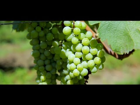 ვენახის მოვლა-მოყვანის სქემა კომპანია \"აგროცენტრისგან\".მომსახურებით კმაყოფილი ფერმერი არაშენდიდან.