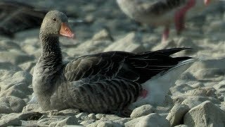 Vögel und ihre Stimmen - Graugans