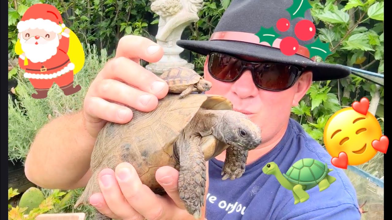 👁️🐢 Предрождественские новости. Уход за черепахой. 