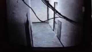 Realistic Animated Cat by me Frank Stringini.