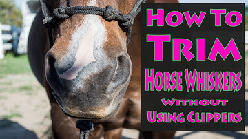 How To Trim Your Horses Whiskers Without a Clipper!