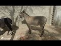 Donkeys Mating Shakoor17 Donkeysecretwild918 Donkey Youtubeshorts Youtube Donkeykongcountry Donkeys Mating Shakoor17 Donkeysecretwild918 Donkey Youtubeshorts Youtube Donkeykongcountry