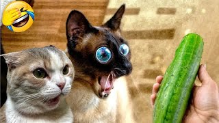 Hilarious Cats and Dogs😹🐶Funniest Animals 2024😼#4