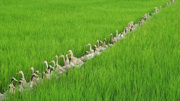 Truyện ngắn: Cái nhìn khắc khoải.  Tác giả: Nguyễn Ngọc Tư