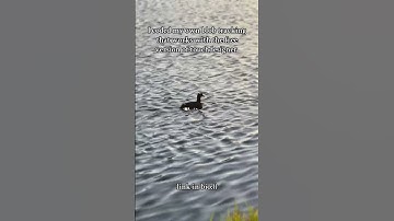 Pro Blob tracking for Free Touchdesigner version !! #touchdesigner #blobtracking