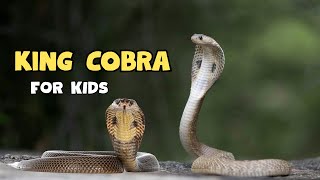 King Cobra | The Longest Venomous Snake | Educational Video for kids