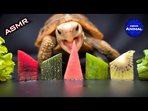 ASMR Mukbang Eating