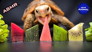 ASMR MUKBANG | TURTLE TORTOISE EATING FOOD 먹방 🐢96