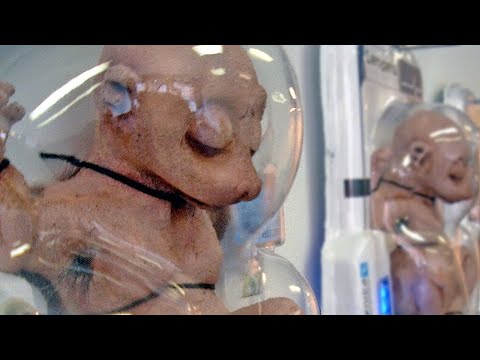 Video: Japon Bilim Adamları Dondurularak Kurutulmuş Hayvan Sperm Bankası Başlattı